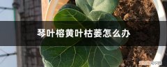 琴叶榕掉叶子发黄 琴叶榕黄叶枯萎怎么办