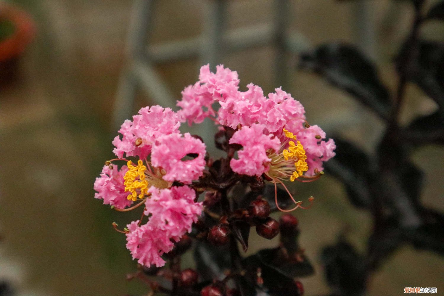 紫薇树生虫枝干发黑 紫薇树长黑叶怎么办？处理方法是关键！