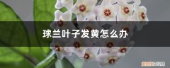 球兰花黄叶怎么办 球兰叶子发黄怎么办