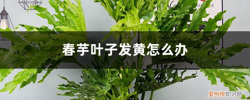 香芋叶子变黄,解决 春芋叶子发黄这样做，分分钟变得绿油油！