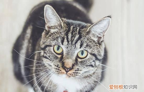 猫能在夜里看见东西吗 猫晚上能看见东西吗