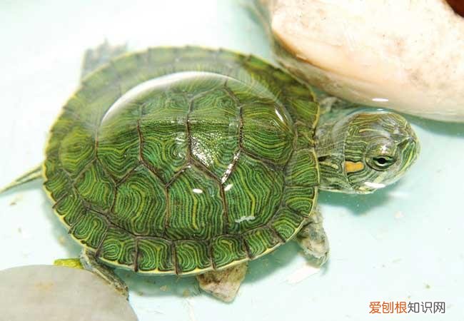 乌龟的饲养方法 教你怎样正确的养乌龟