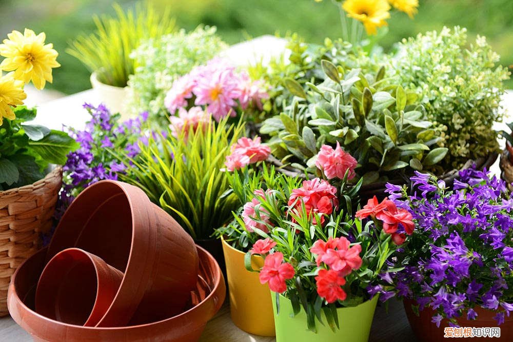 绿色的花叶子发黄怎么办 叶子发黄怎么办？这么一治绿得能滴油！