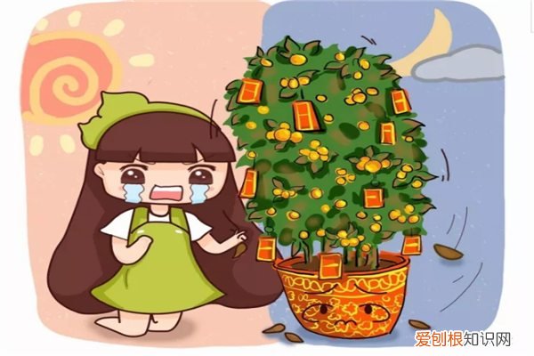 绿色的花叶子发黄怎么办 叶子发黄怎么办？这么一治绿得能滴油！