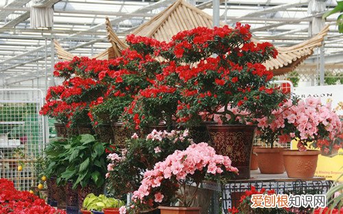 长春花卉市场的花便宜吗 怎样在市场里面挑选花