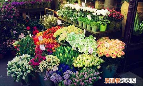 长春花卉市场的花便宜吗 怎样在市场里面挑选花