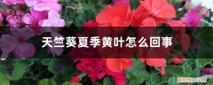 夏天天竺葵黄叶是怎么回事 天竺葵夏季黄叶怎么回事