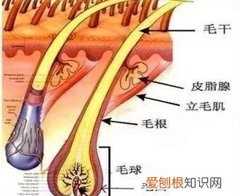 为什么毛越刮越粗原理，电动剃须刀刮胡子会越来越粗