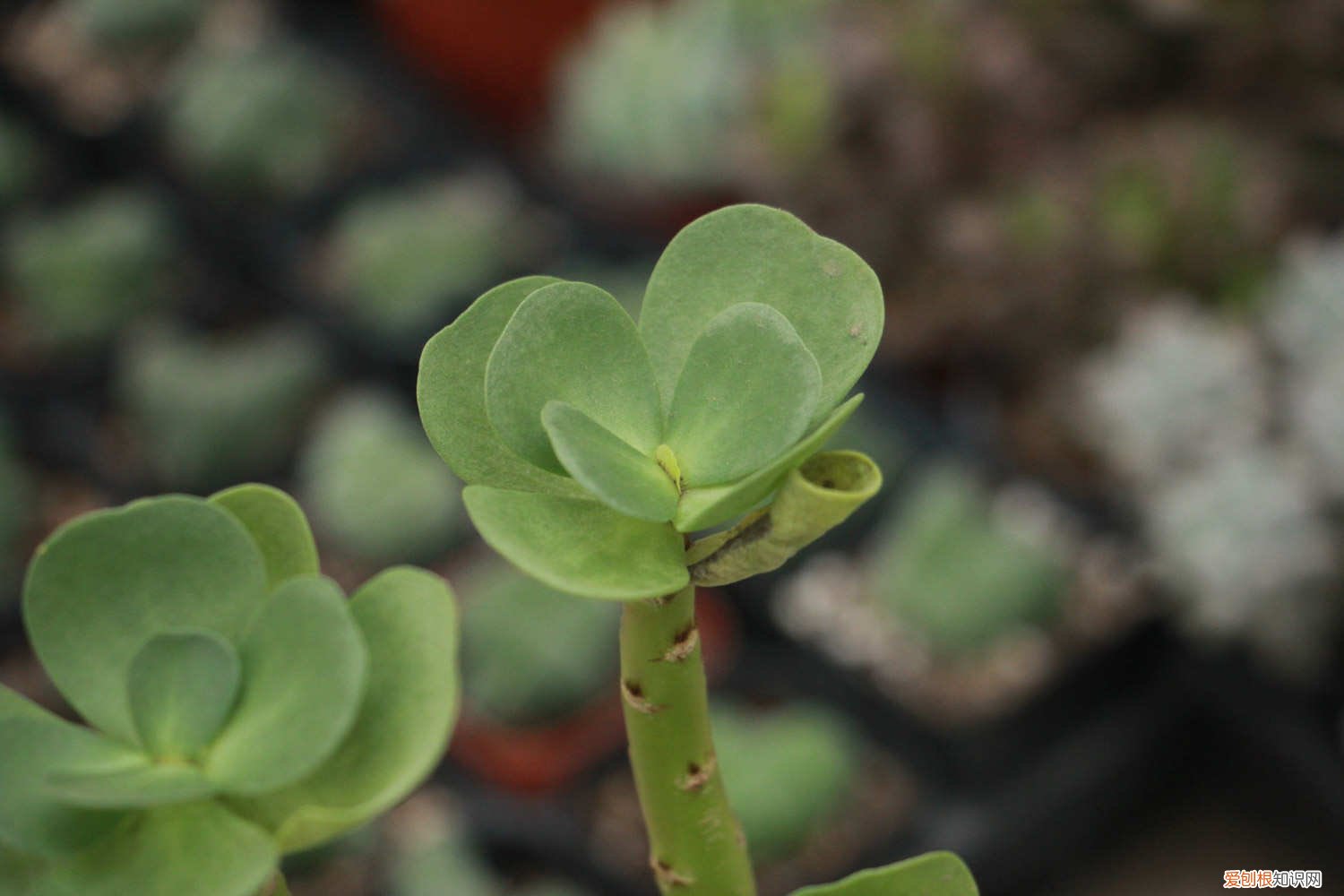 金钱木叶子发软发黑 金钱木叶子发黑怎么办