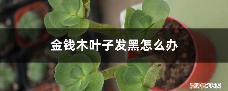 金钱木叶子发软发黑 金钱木叶子发黑怎么办