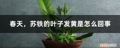 苏铁叶子干枯是怎么回事 春天，苏铁的叶子发黄是怎么回事