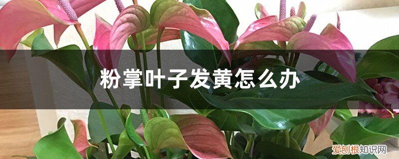 红掌叶子有点黄怎么办 粉掌叶子发黄怎么办