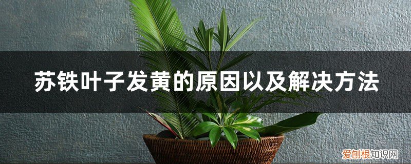 苏铁黄叶怎么办 苏铁叶子发黄的原因以及解决方法