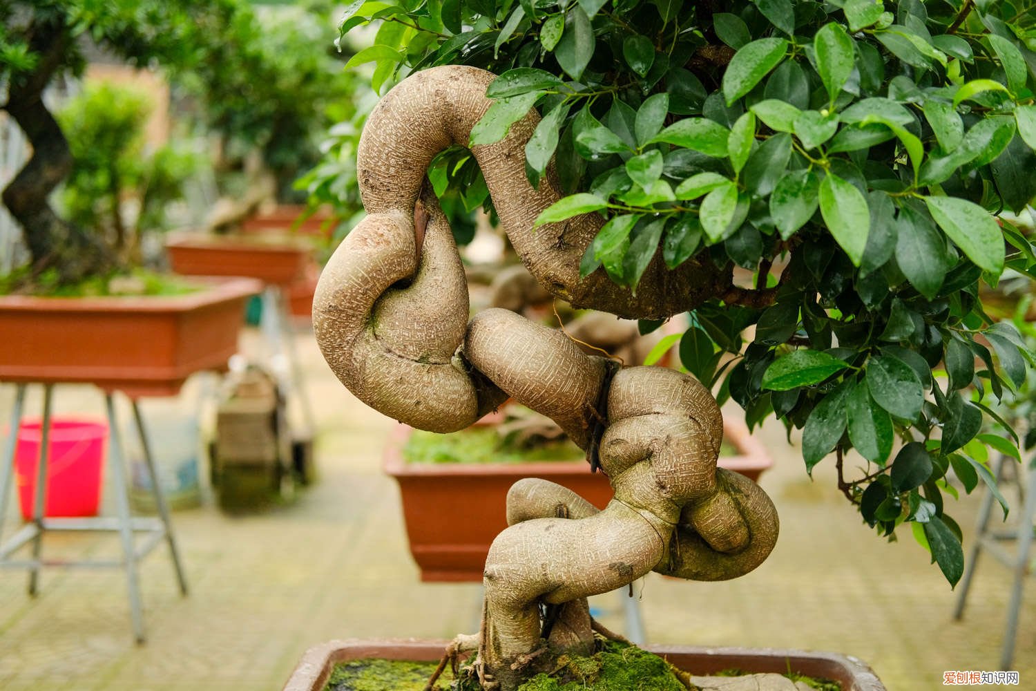 人参榕叶子发黄掉叶子怎么办 人参榕掉叶子怎么办