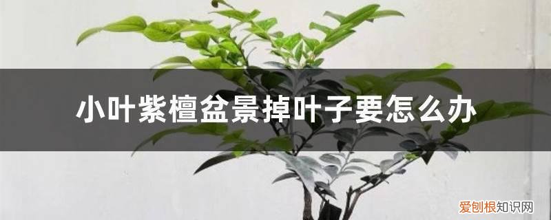 小叶紫檀盆景叶子发干掉叶子怎么办 小叶紫檀盆景掉叶子要怎么办