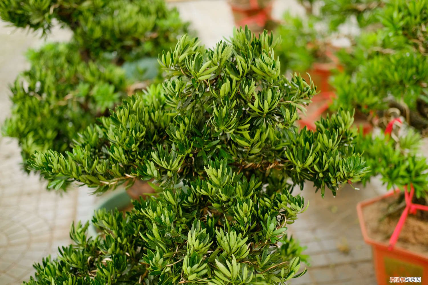 罗汉松叶子发黄怎么办呢 罗汉松叶子发黄怎么办