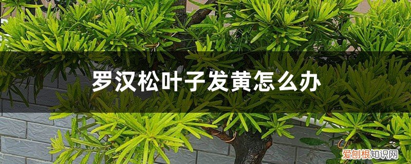 罗汉松叶子发黄怎么办呢 罗汉松叶子发黄怎么办
