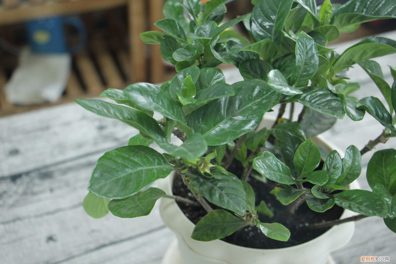 小叶栀子叶子发黄是怎么回事 小叶栀子叶片发黄怎么办