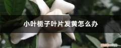 小叶栀子叶子发黄是怎么回事 小叶栀子叶片发黄怎么办