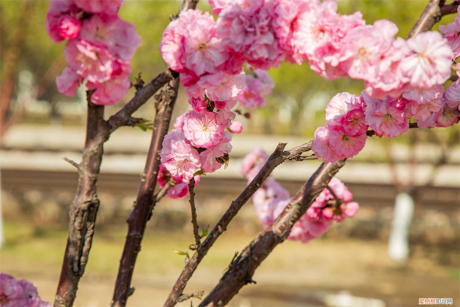 榆叶梅树叶子黄枝干怎么治 榆叶梅叶子焦边怎么办