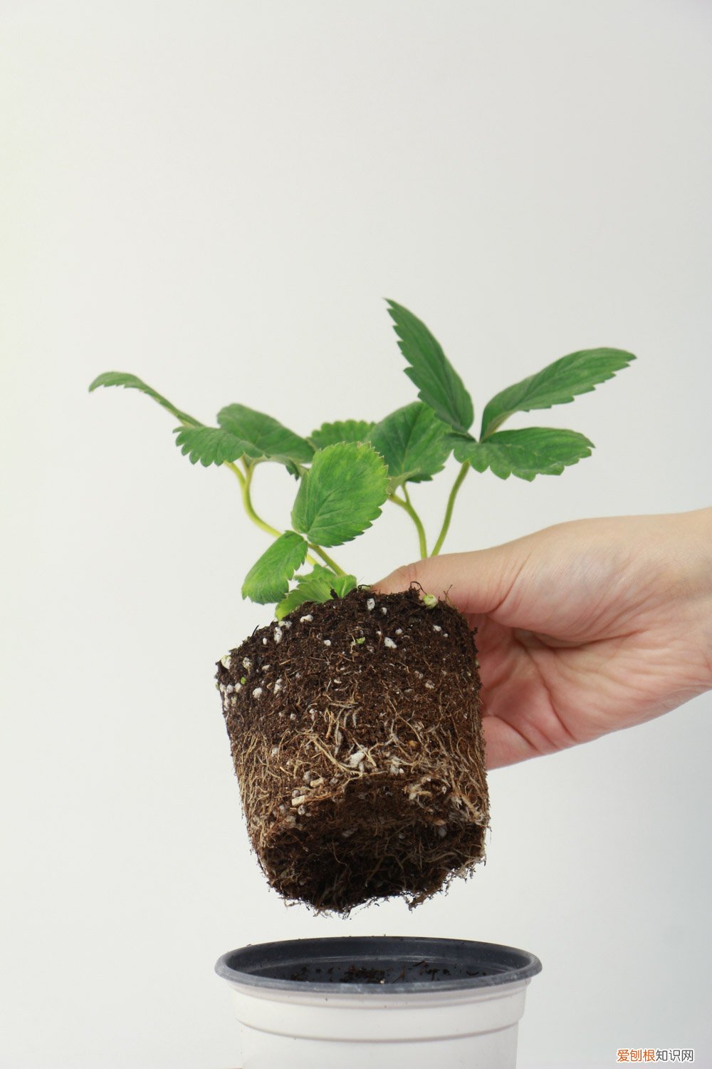 草莓叶变黄怎么办 草莓叶子发黄怎么补救