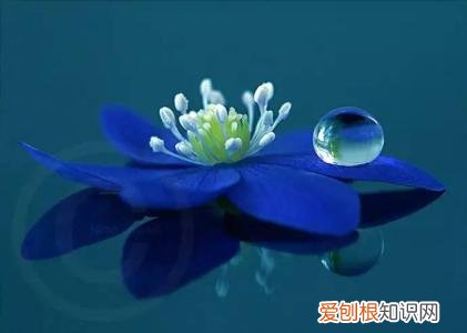 蓝莲花图片欣赏 蓝莲花代表什么