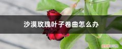 沙漠玫瑰叶子全掉了怎么办 沙漠玫瑰叶子卷曲怎么办