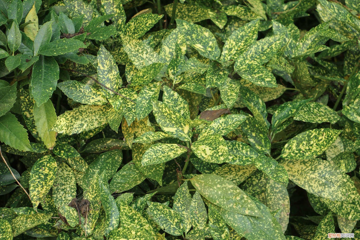 黄金榕叶子脱落怎么办 洒金榕掉叶子了怎么办