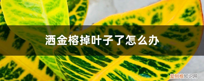 黄金榕叶子脱落怎么办 洒金榕掉叶子了怎么办