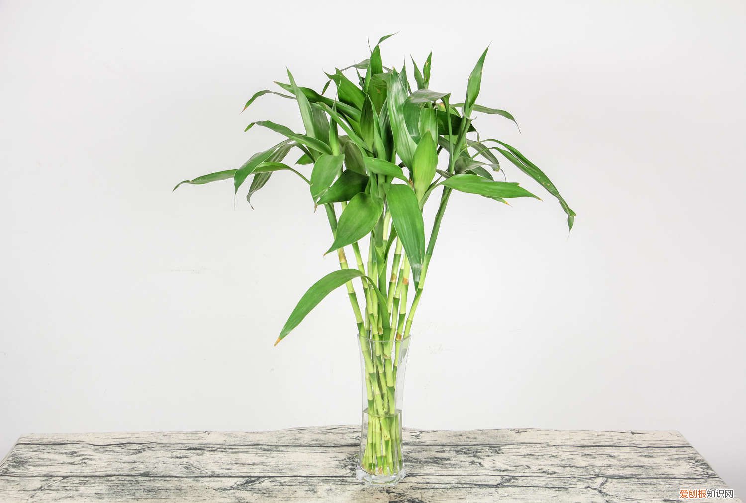 为什么富贵竹叶尖发黄呢 为什么富贵竹叶尖发黄
