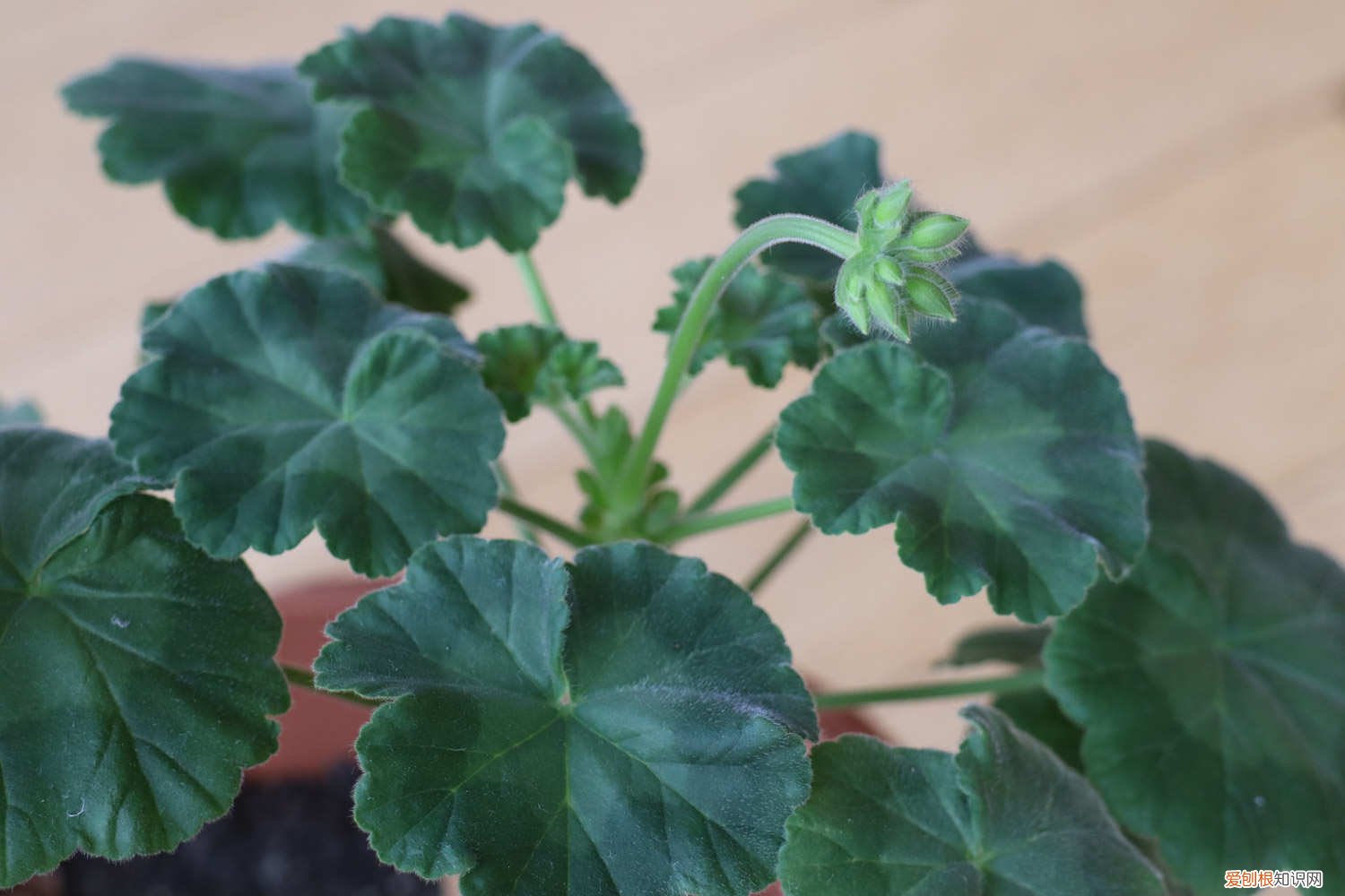 天竺葵叶子变红是怎么回事 天竺葵叶子发红是怎么回事