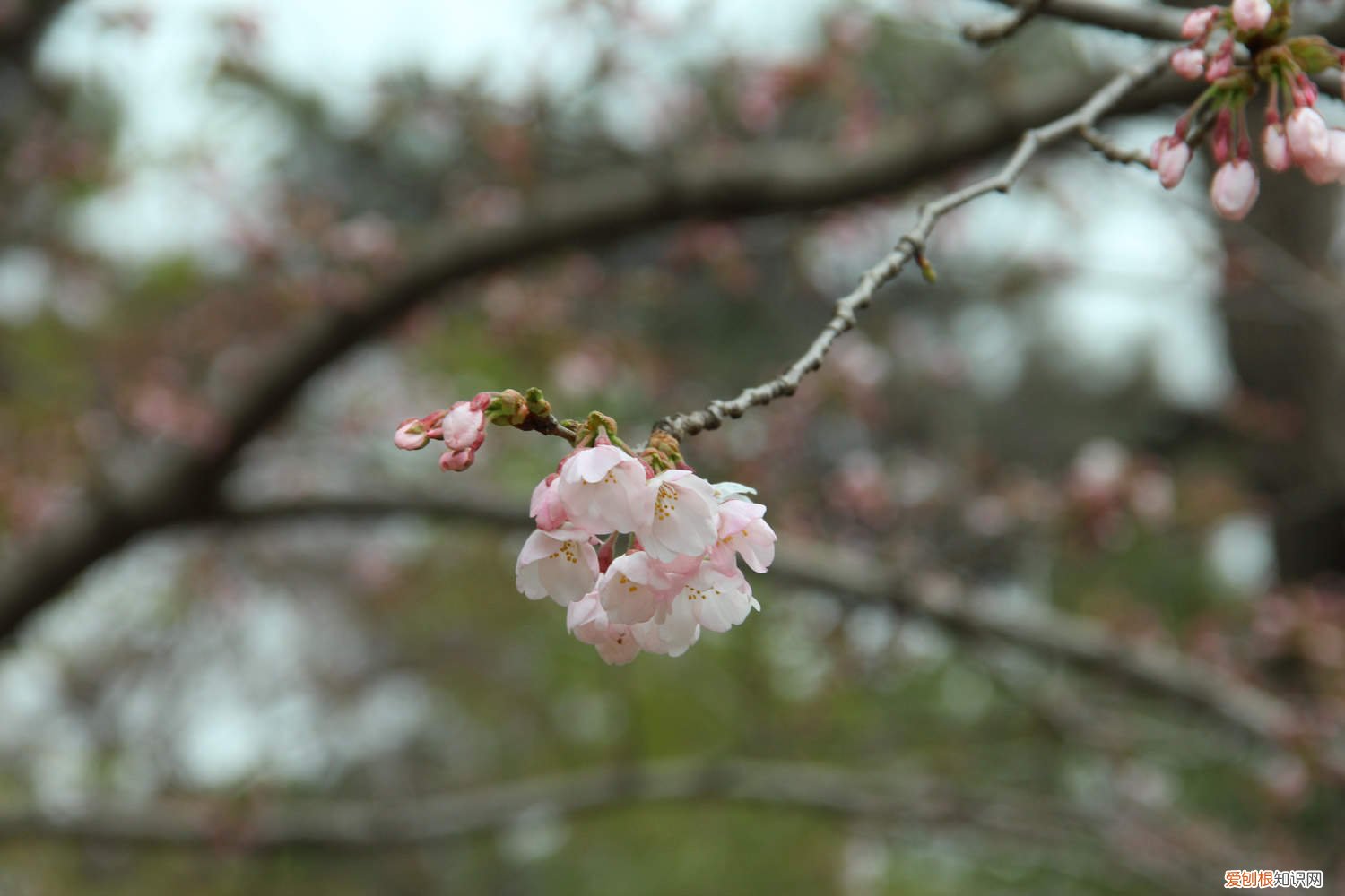 樱花掉叶子要怎么办
