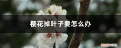 樱花掉叶子要怎么办