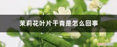 茉莉叶子干青怎么处理 茉莉花叶片干青是怎么回事