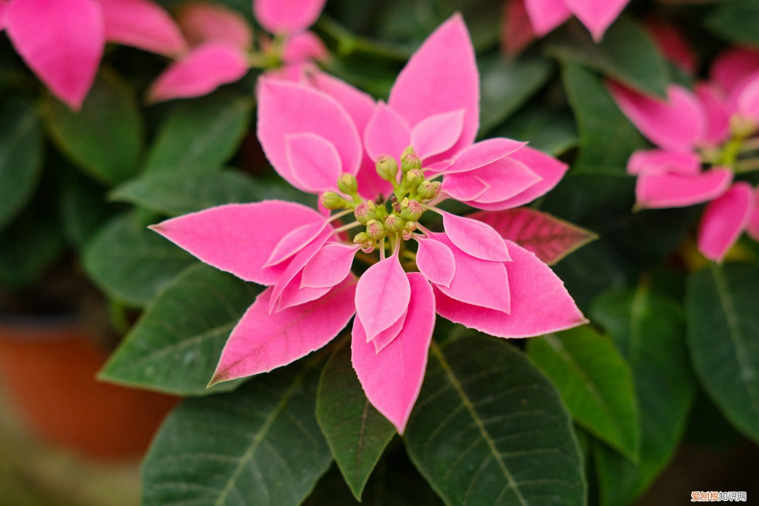 一品红叶子黄了怎么办 一品红叶子发黄怎么办