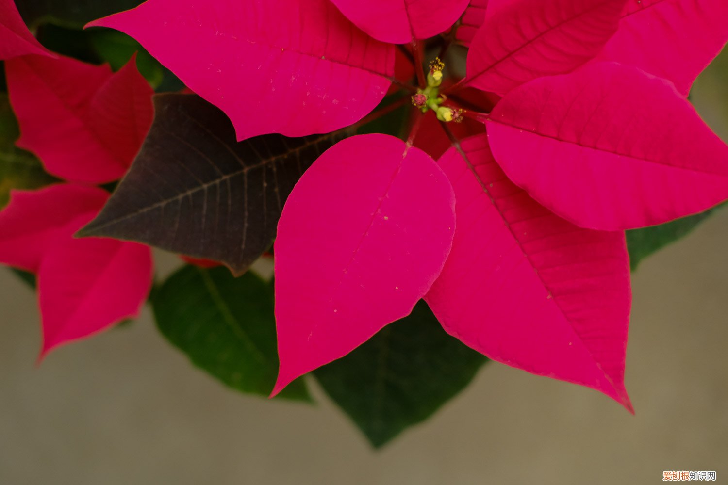 一品红叶子黄了怎么办 一品红叶子发黄怎么办