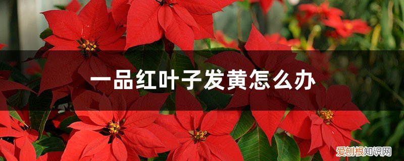 一品红叶子黄了怎么办 一品红叶子发黄怎么办