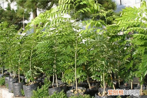 黄花梨树苗如何种植 怎么辨别黄花梨