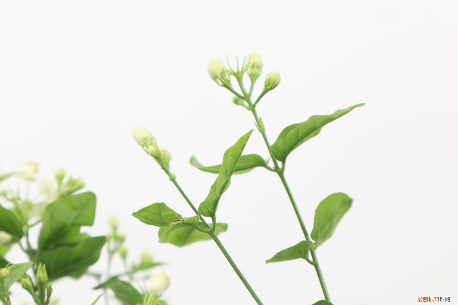 茉莉花冬天叶子掉光了还能活吗视频 茉莉花冬天叶子掉光了还能活吗