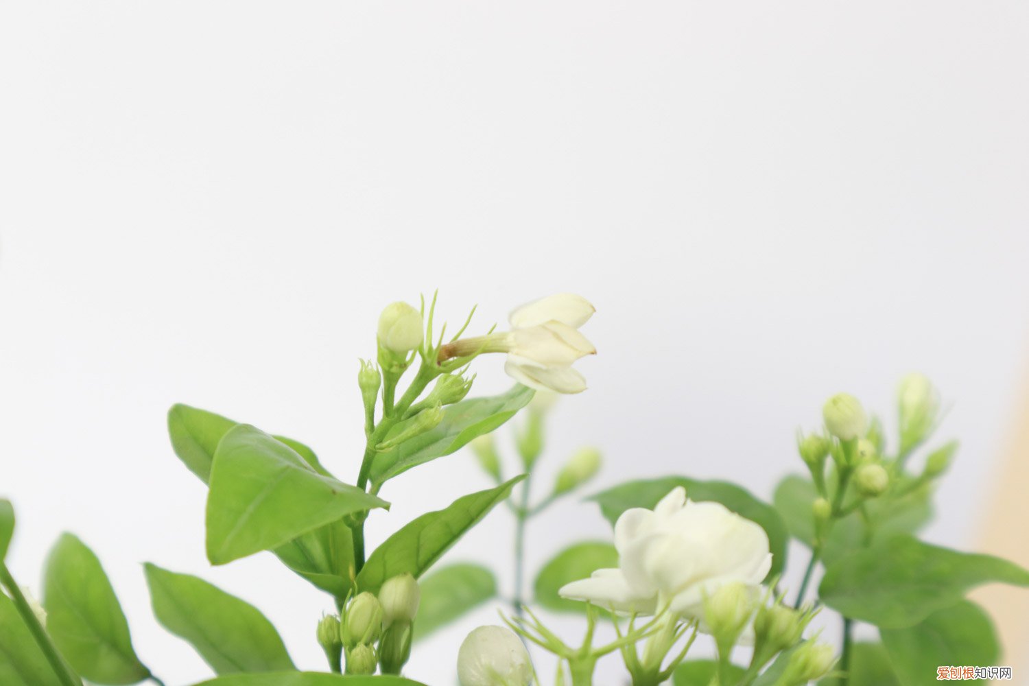 茉莉花冬天叶子掉光了还能活吗视频 茉莉花冬天叶子掉光了还能活吗