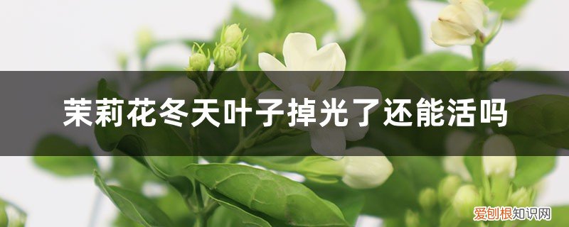 茉莉花冬天叶子掉光了还能活吗视频 茉莉花冬天叶子掉光了还能活吗