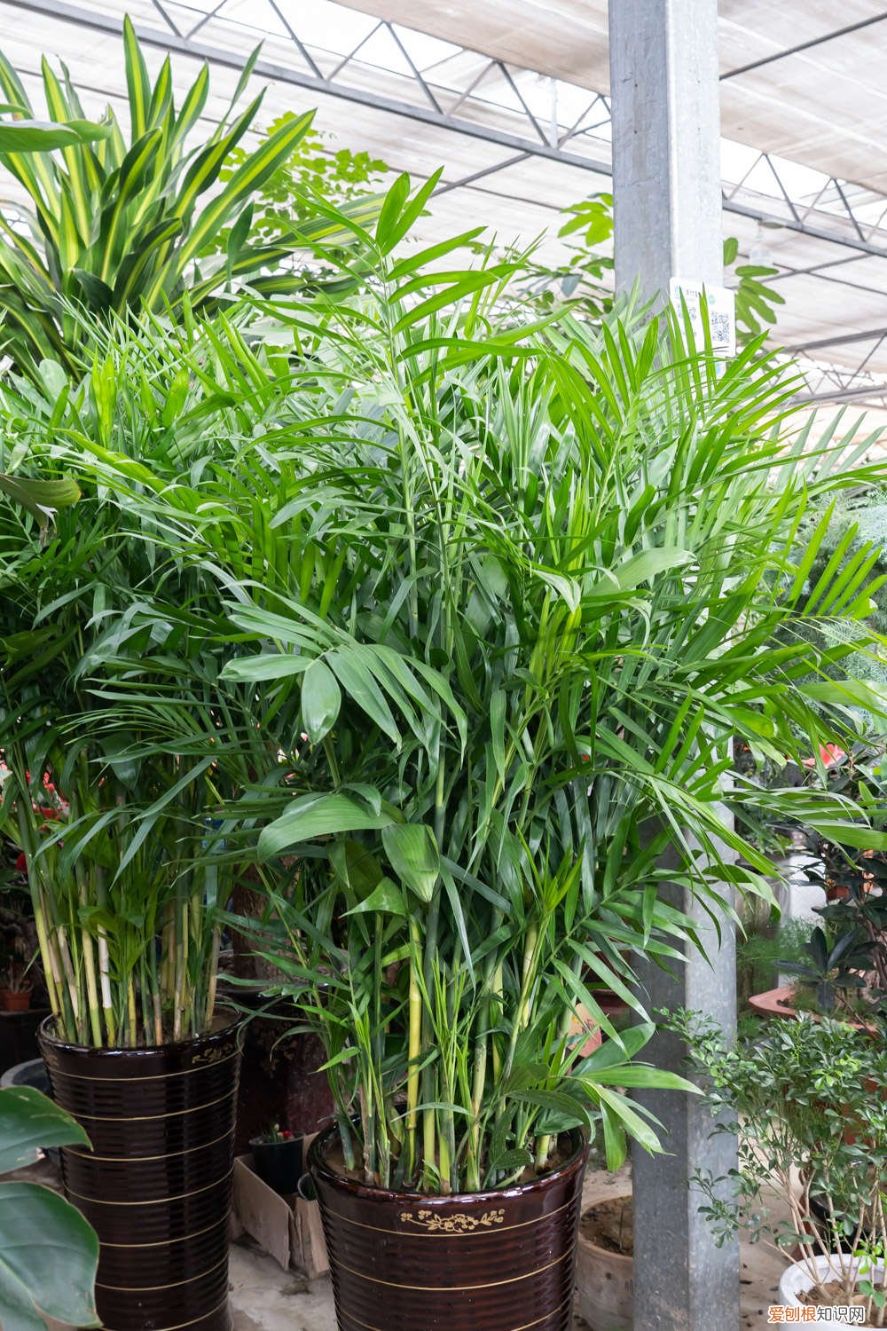 散尾葵叶尖干焦怎么办用什么药 散尾葵叶尖干焦怎么办