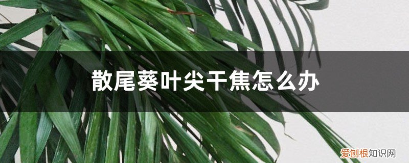 散尾葵叶尖干焦怎么办用什么药 散尾葵叶尖干焦怎么办