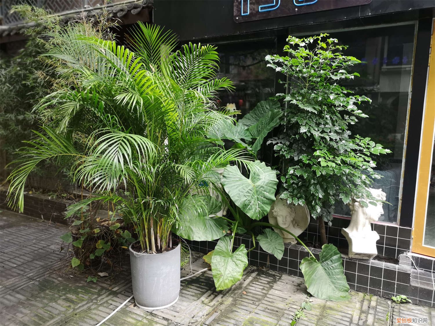 散尾葵叶尖干焦怎么办用什么药 散尾葵叶尖干焦怎么办