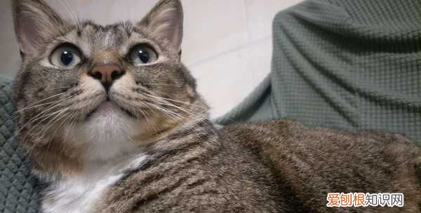 洗澡猫咪为什么蹲门口，你洗澡时猫咪老是蹲在门口怎么办