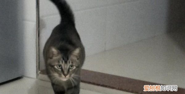 洗澡猫咪为什么蹲门口，你洗澡时猫咪老是蹲在门口怎么办