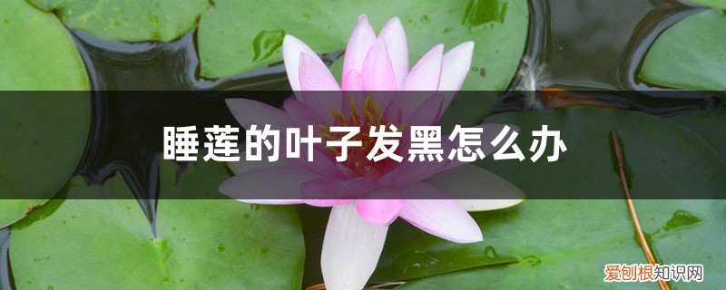 睡莲叶子变黑 睡莲的叶子发黑怎么办