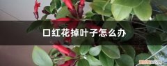 口红花掉叶子怎么回事 口红花掉叶子怎么办