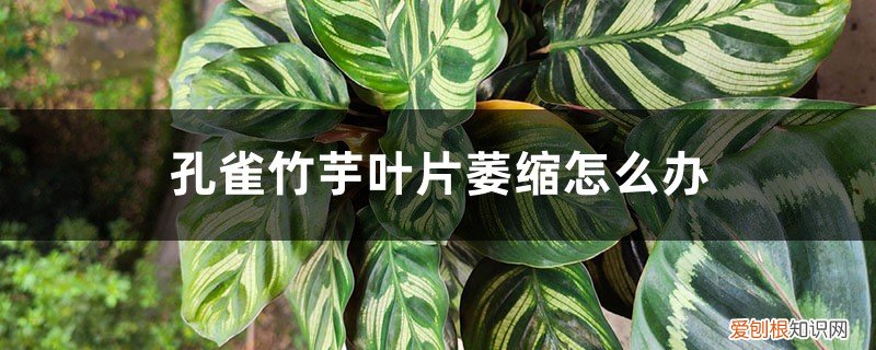 孔雀竹芋叶片干枯怎么补救 孔雀竹芋叶片萎缩怎么办