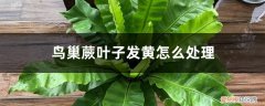 鸟巢蕨的叶子上有黄斑 鸟巢蕨叶子发黄怎么处理